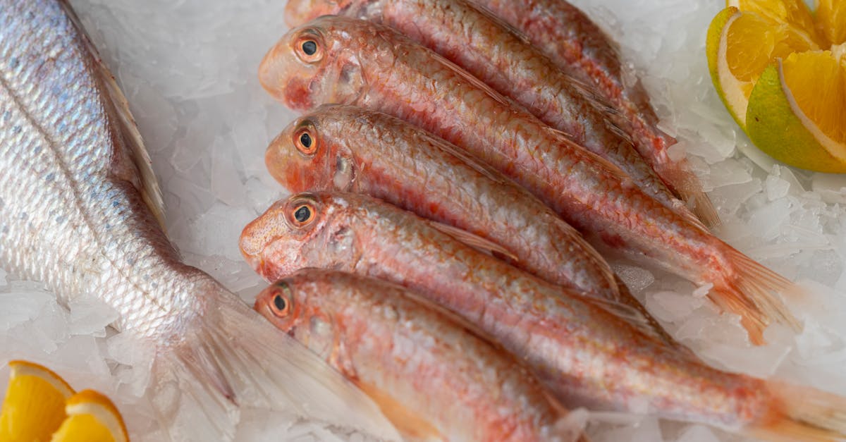 How to Choose the Best Frozen Fish Delivery Service