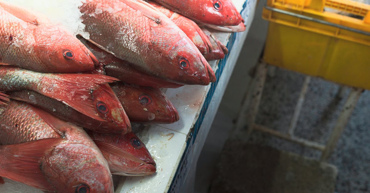 How to Properly Store Frozen Fish for Optimal Freshness