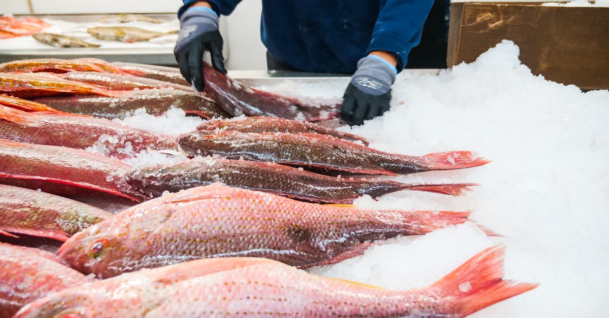 Roundup of the Best Delivery Scheduling Options for Frozen Fish