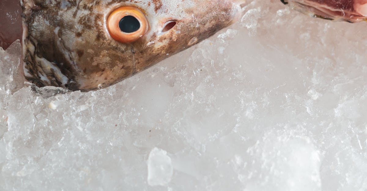 What are the Nutritional Advantages of Frozen Fish