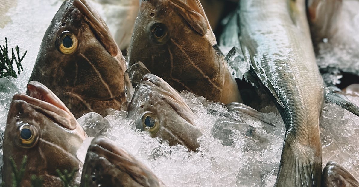 What are the Nutritional Advantages of Frozen Fish