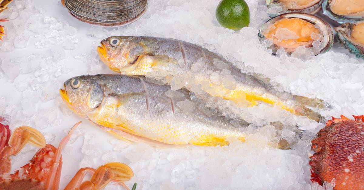 What to Expect from Frozen Fish Delivery Services