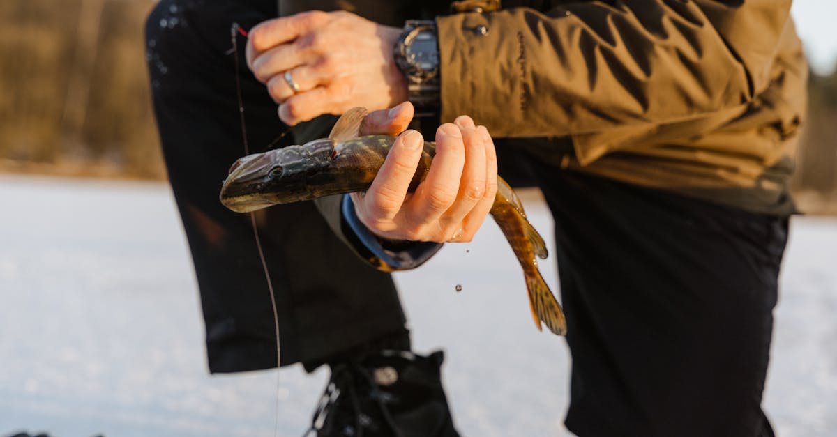 Why Customer Support is Crucial for Frozen Fish Delivery Services